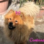 Contessa - Chow Chow adottato