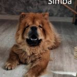 Simba - adottato 14.5.2022