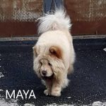 Maya - Chow Chow adottato