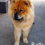Rudy - adottato 22.8.2022