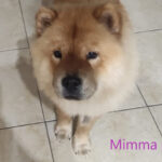Mimma - Chow Chow adottato