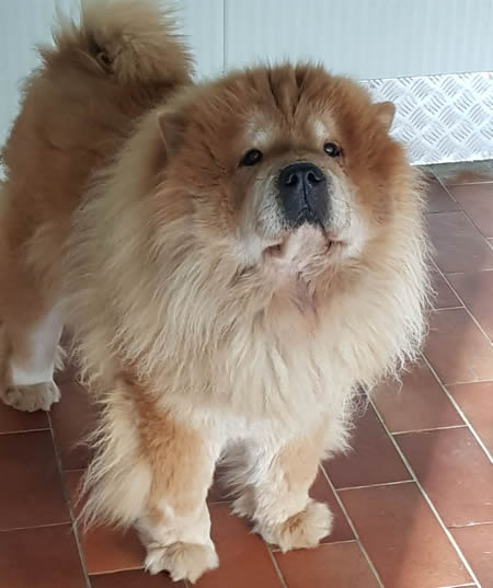 Hachi - Chow Chow da adottare