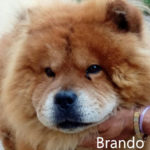 Brando- adottato 29.2.2019