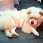 Maya - Chow Chow adottato