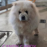 Candy Candy - Chow Chow adottato
