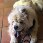 Simba - Chow Chow adottato