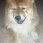 Lilli - Chow Chow adottato