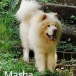 Marsha - Chow Chow adottato
