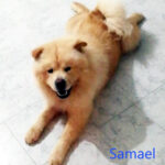 Samael - Chow Chow adottato il 10.10.2020