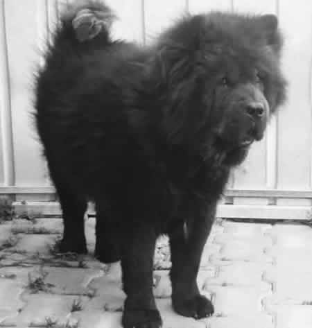 Ghibli - Chow Chow da adottare