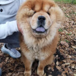 Macho - Chow Chow adottato