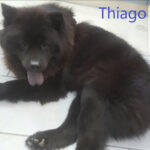 Thiago - Chow Chow adottato