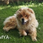 Mya - Chow Chow adottato