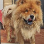 Ciro - Chow Chow adottato