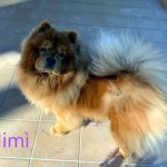 Mimì - Chow Chow adottato