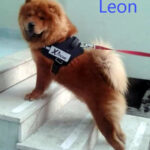 Leon - Chow Chow adottato