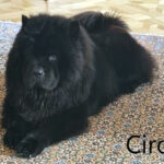 Ciro - Chow Chow adottato