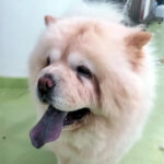 Maya - Chow Chow adottato