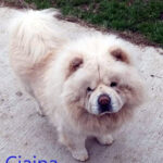 Ciaina - Chow Chow adottato