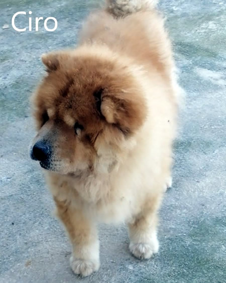 Ciro - Chow Chow da adottare