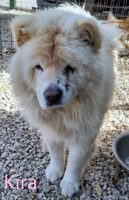 Kira - Chow Chow da adottare