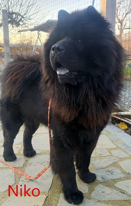 Niko - Chow Chow da adottare