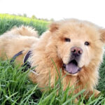 Tofu - Chow Chow adottato