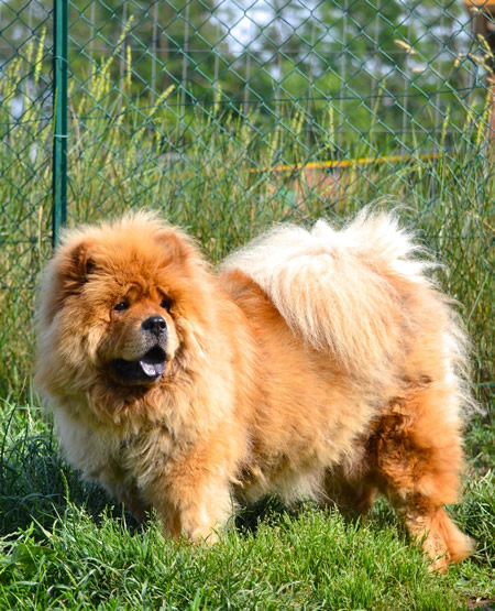 King - Chow Chow da adottare