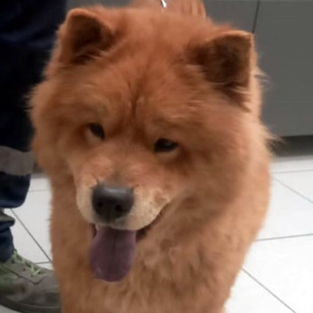 Kira - Chow Chow da adottare