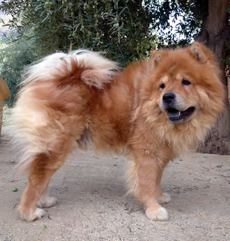 Leo - Chow Chow da adottare