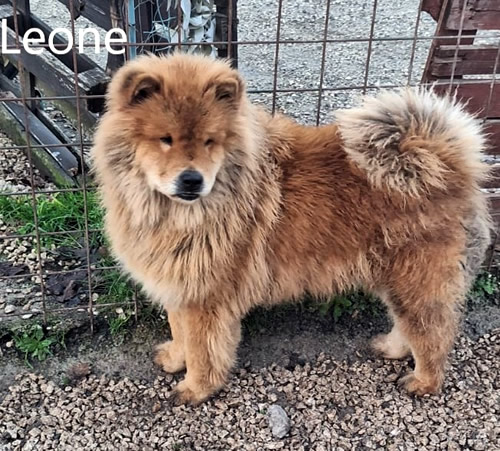 Leone - Chow Chow da adottare