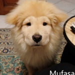 Mufasa - Chow Chow adottato