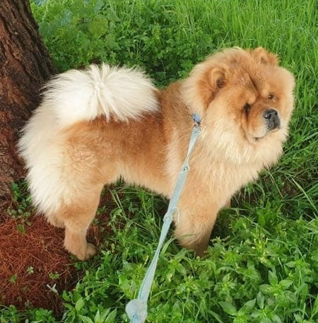 Pablo - Chow Chow da adottare