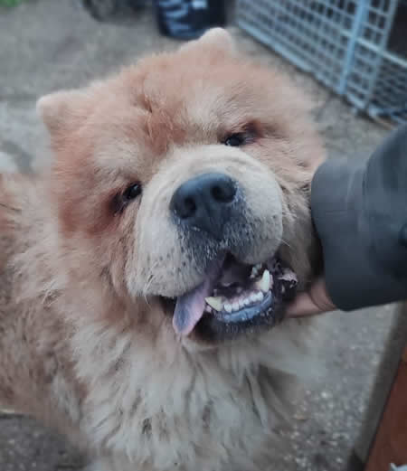 Yoshi - Chow Chow da adottare