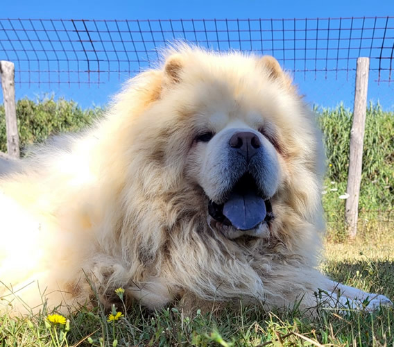 Encky - Chow Chow da adottare