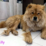 Lilly - Chow Chow adottata