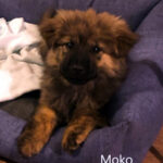 Moko - cucciolo adottato