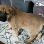 Oliver - cucciolo adottato