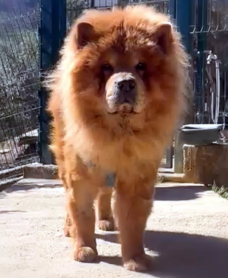 Casper - Chow Chow da adottare